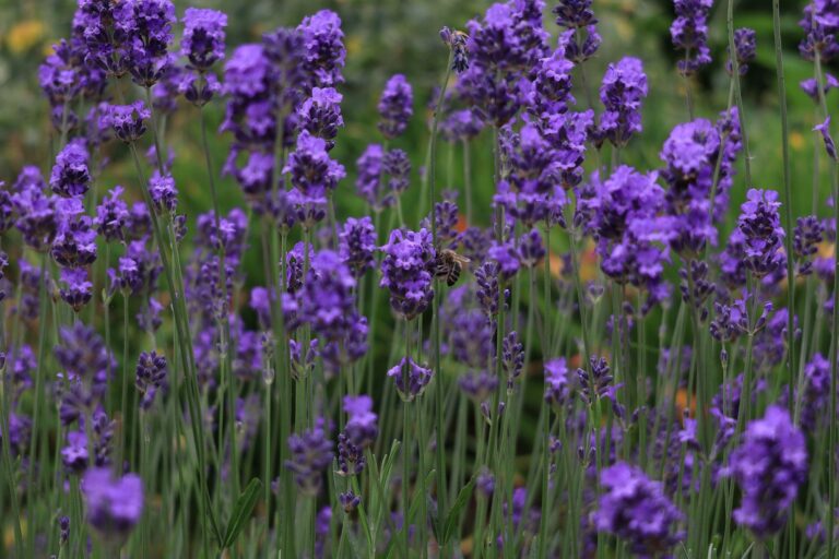 Les secrets d&rsquo;un jardin florissant même en période de sécheresse
