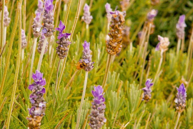 Comment attirer les pollinisateurs dans votre jardin ?