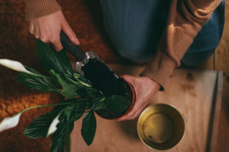 Comment réussir la culture des herbes aromatiques en pots ?