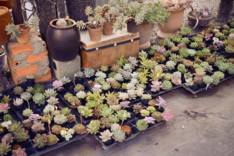 Comment utiliser des plantes succulentes pour décorer votre espace extérieur ?