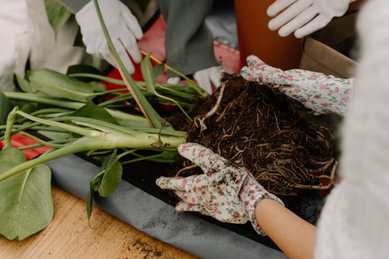Les bienfaits de la permaculture dans votre jardin
