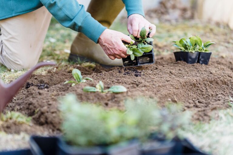 Comment limiter l&rsquo;utilisation de pesticides dans votre jardin ?