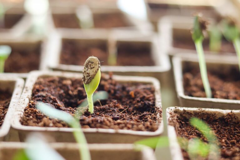 Les variétés de légumes faciles à cultiver pour les débutants