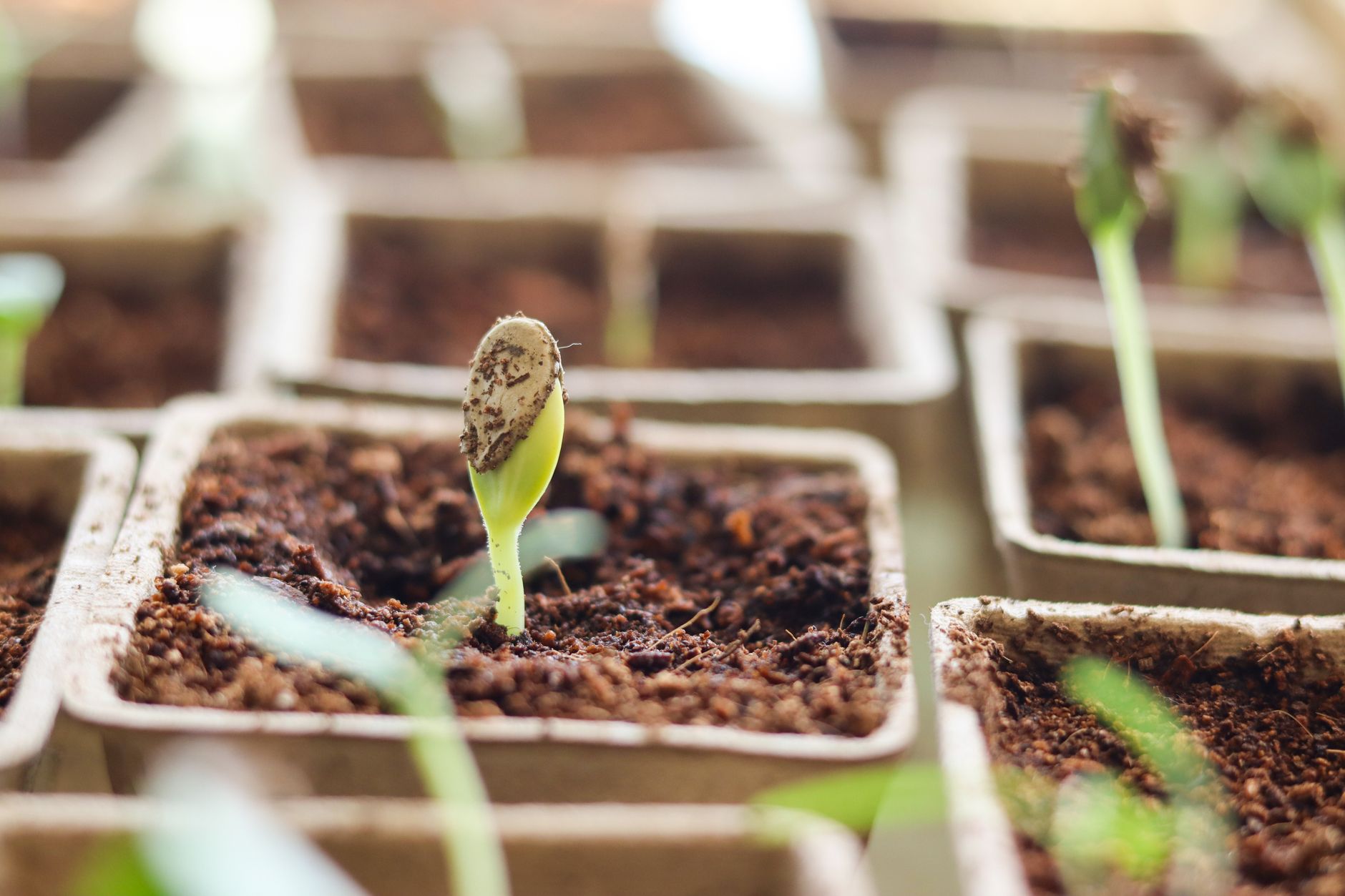 Les variétés de légumes faciles à cultiver pour les débutants