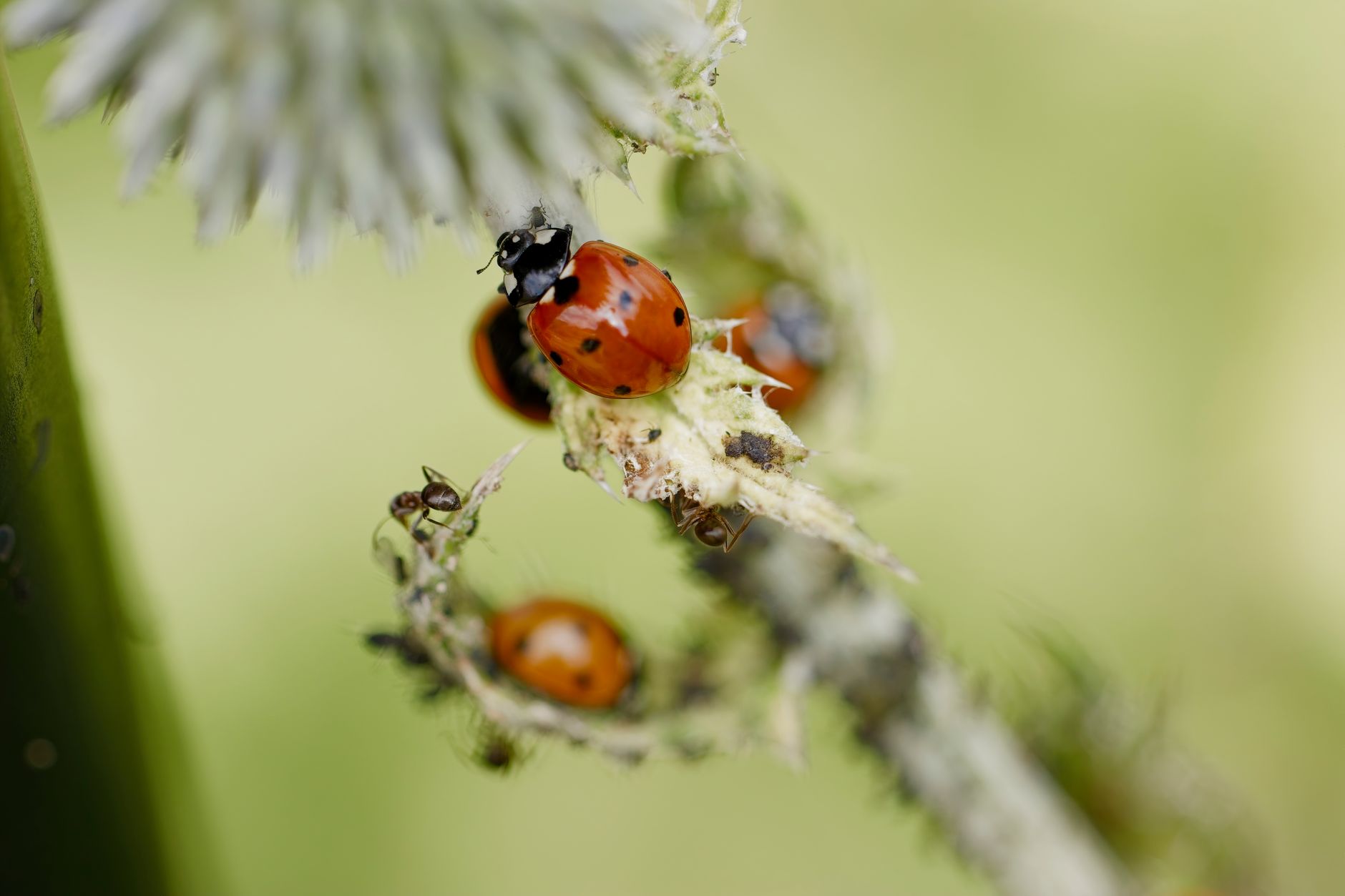 Comment protéger votre jardin des nuisibles de manière naturelle ?