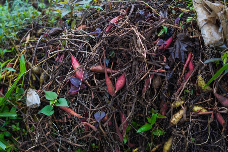 Les erreurs fréquentes en jardinage et comment les éviter