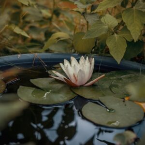 Comment intégrer un bassin dans votre jardin pour la biodiversité ?