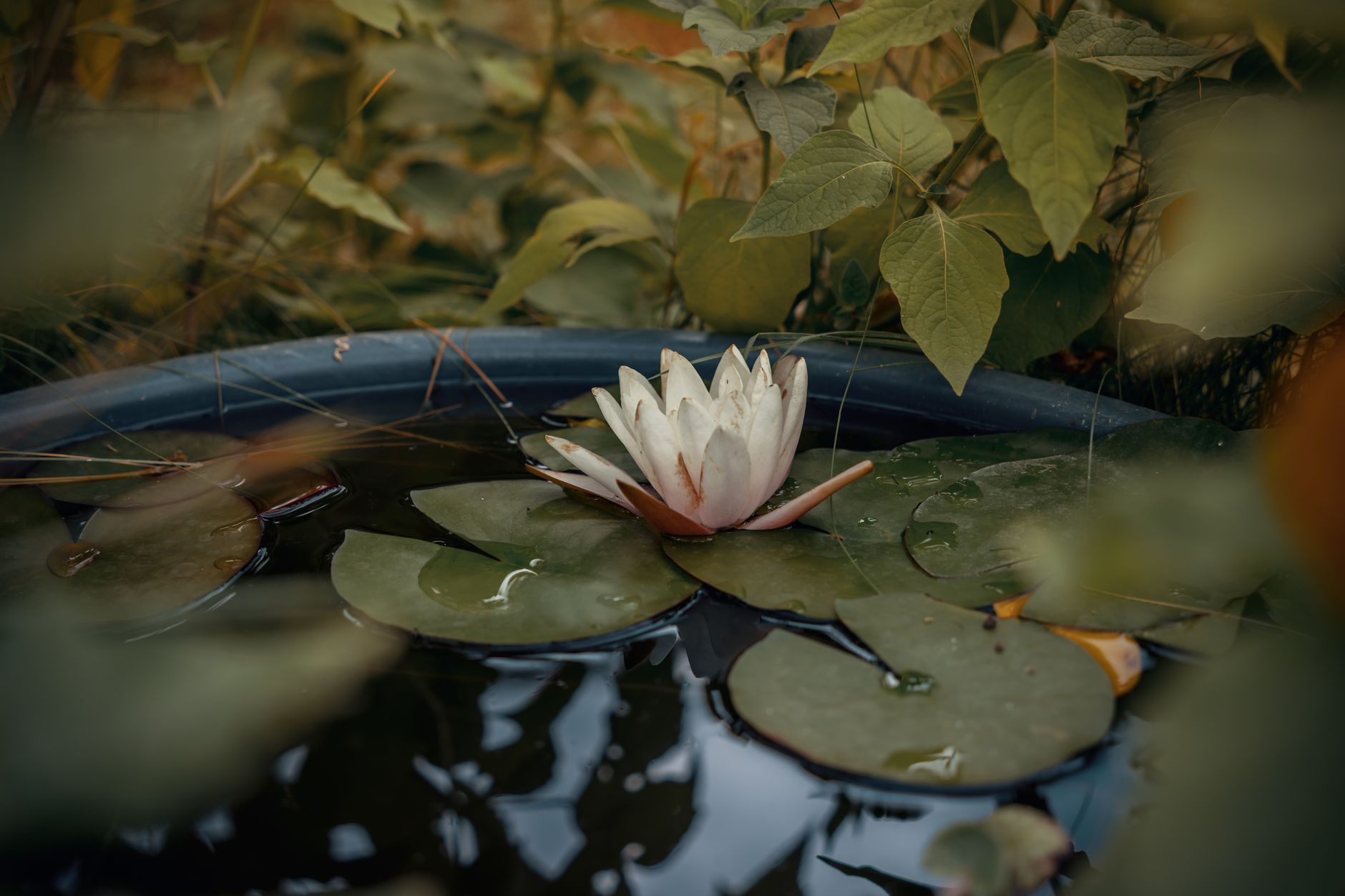 Comment intégrer un bassin dans votre jardin pour la biodiversité ?