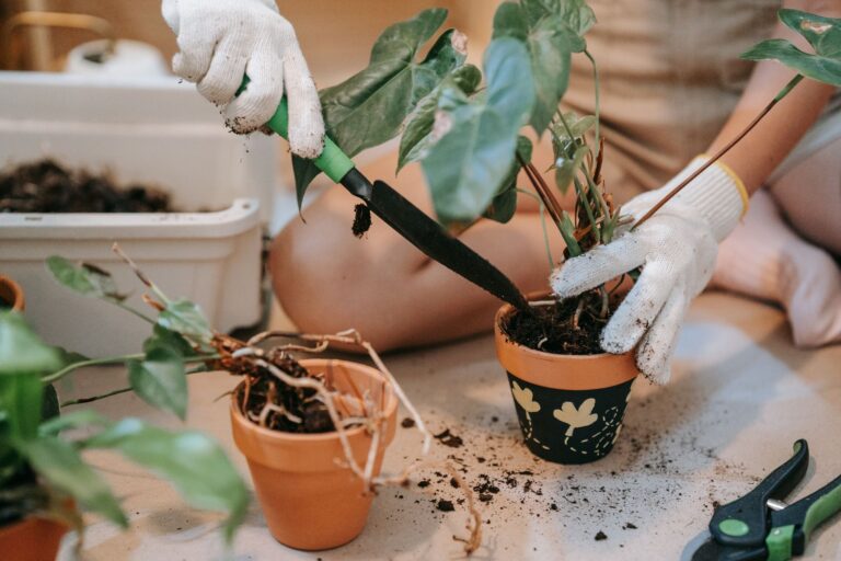 Les meilleures techniques pour bouturer vos plantes