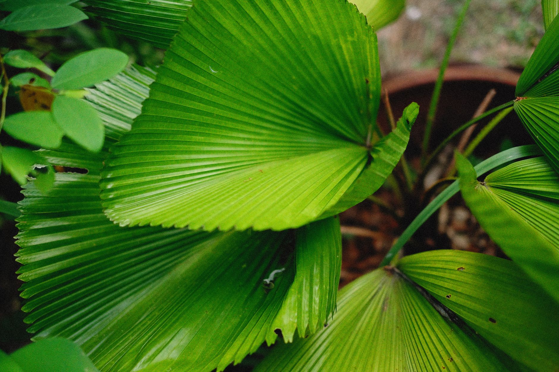 Les plantes exotiques à essayer dans votre jardin