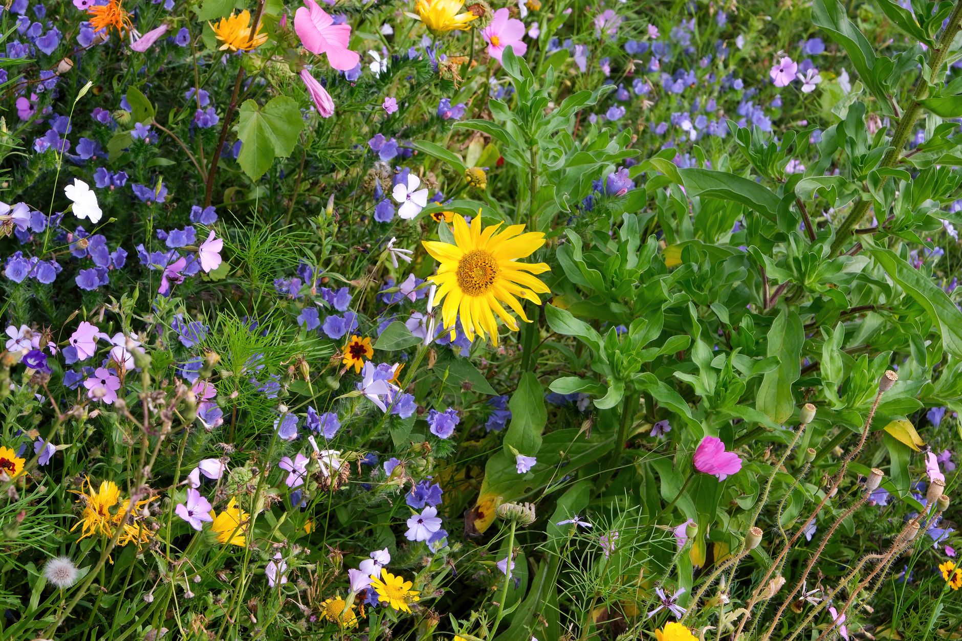 Les bienfaits des fleurs sauvages dans votre jardin