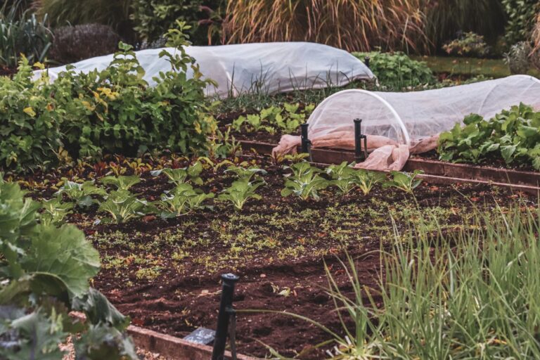 Comment aménager un jardin en permaculture pas à pas ?
