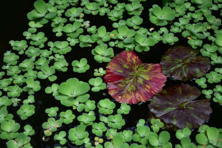 Les jardins d&rsquo;eau : quelles plantes et comment les entretenir ?