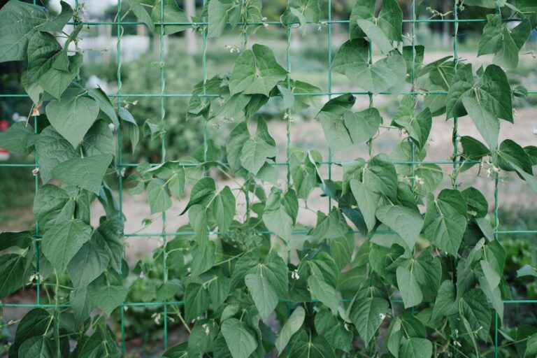 Les plantes grimpantes : un atout pour votre jardin