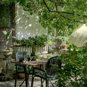 Yucca Rostrata : la plante graphique et résistante qui sublime les jardins modernes
