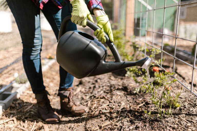 Comment recueillir et utiliser l&rsquo;eau de pluie pour votre jardin ?