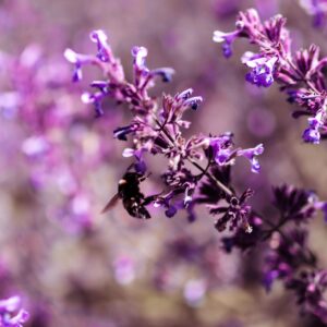 Les plantes annuelles vs. les vivaces : comment choisir ?