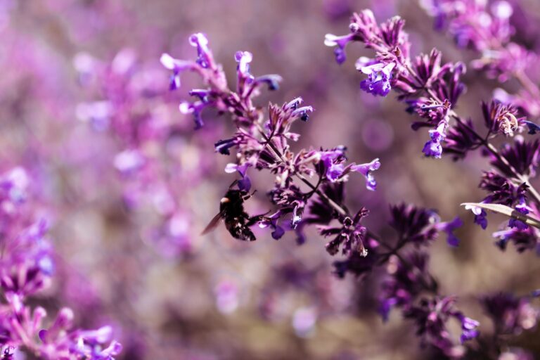 Les plantes annuelles vs. les vivaces : comment choisir ?