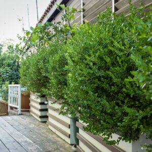 Comment aménager un jardin pour maximiser l’espace