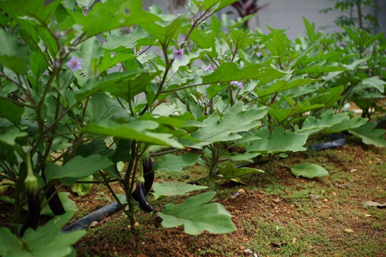 Comment faire cohabiter fleurs et légumes dans votre jardin ?