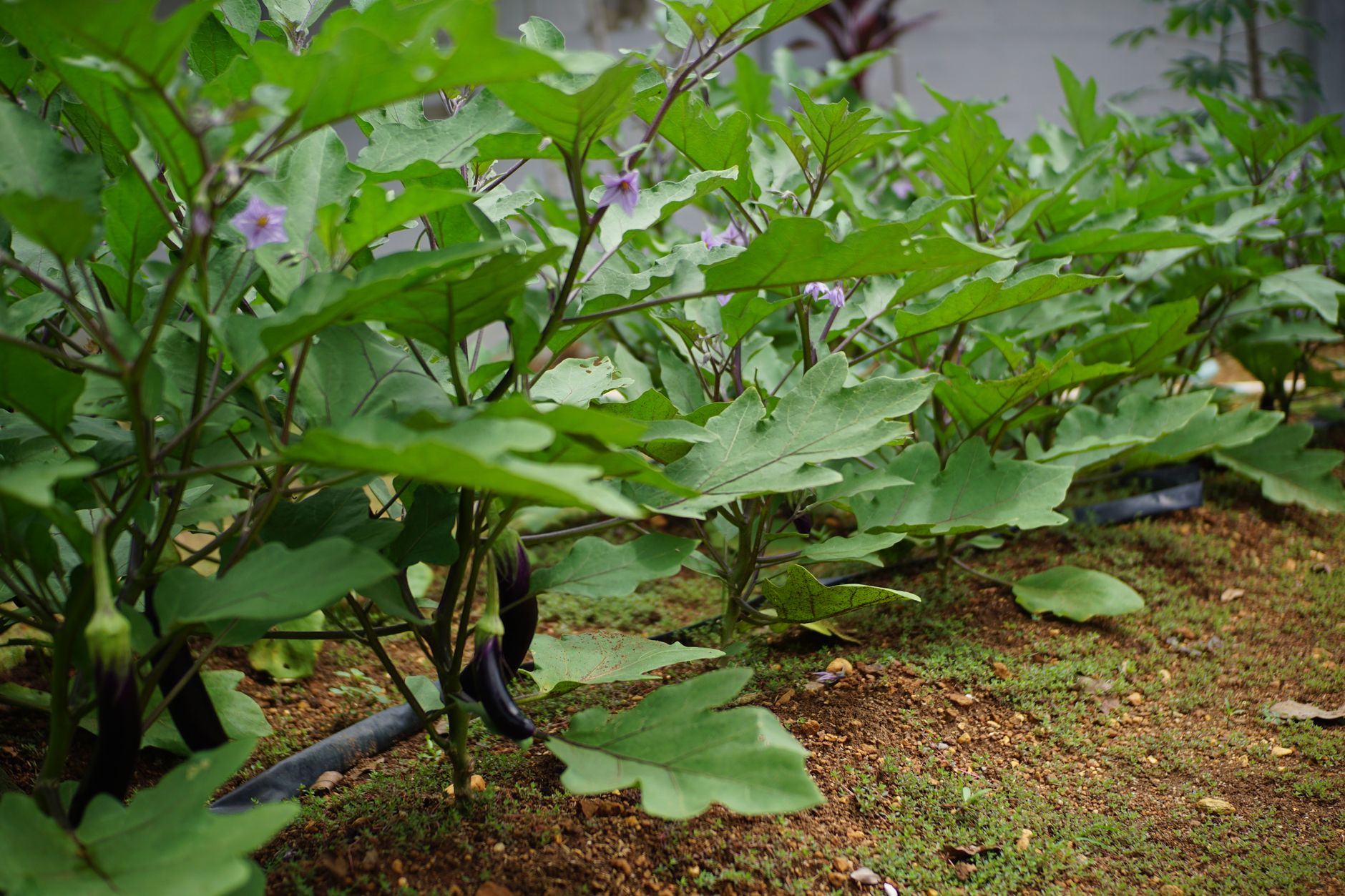 Comment faire cohabiter fleurs et légumes dans votre jardin ?