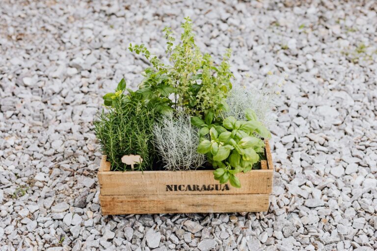 Les jardins aromatiques : comment les mettre en place facilement ?