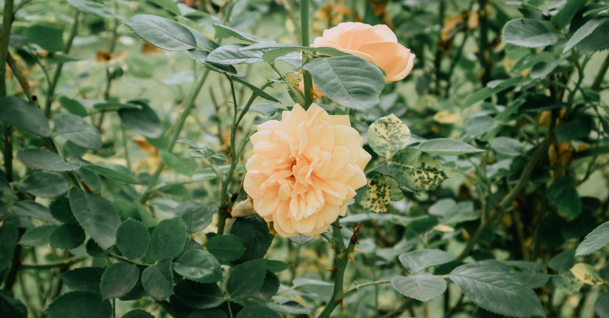 Comment créer une roseraie romantique ?