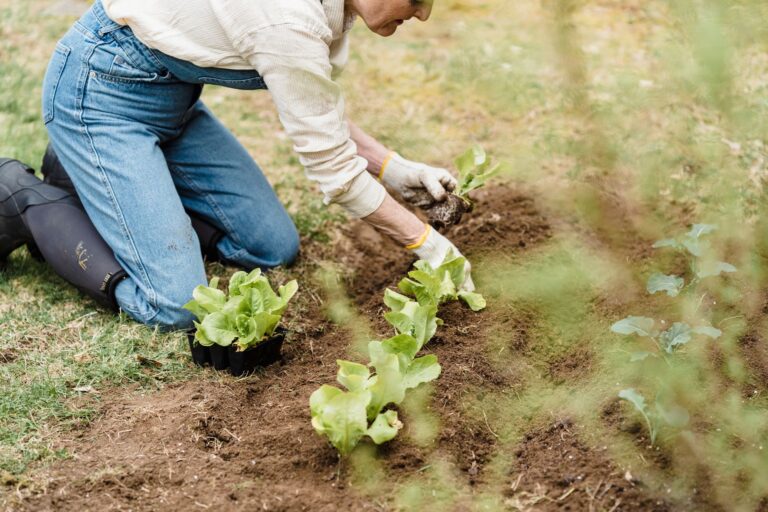 Jardinage bio : techniques pour un potager sain et naturel