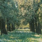 En Dordogne, un jardin-forêt met les légumes perpétuels à l’épreuve
