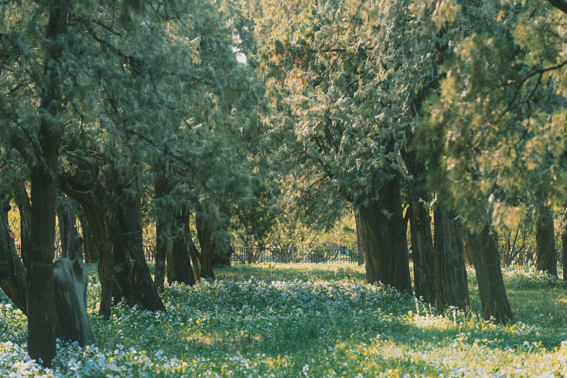 En Dordogne, un jardin-forêt met les légumes perpétuels à l’épreuve