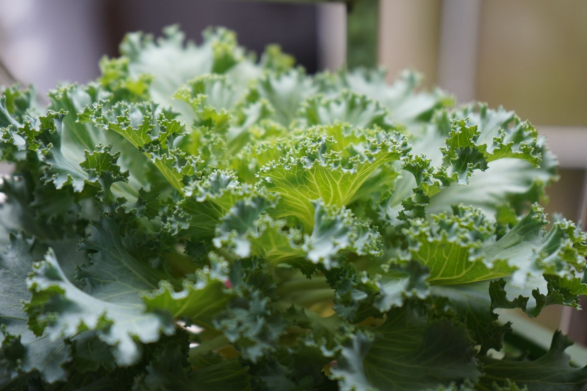 Gros plan vibrant de feuilles de chou frisé fraîches et nutritives sous la lumière naturelle.