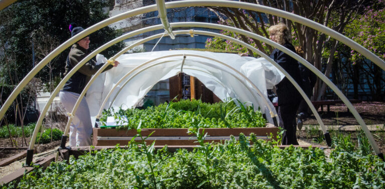 Sept élèves australiens rebâtissent leur potager brûlé