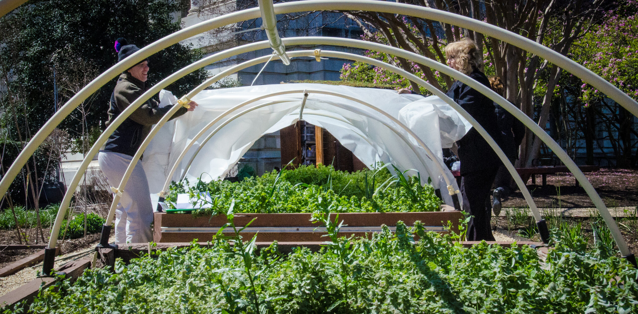 Sept élèves australiens rebâtissent leur potager brûlé