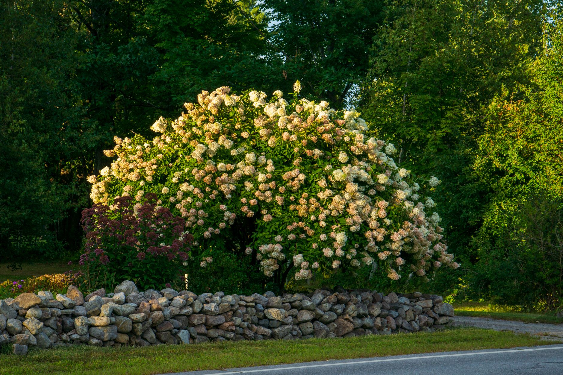 Grand arbuste d’hortensia paniculé abondamment fleuri derrière un muret de pierres en bord de route.