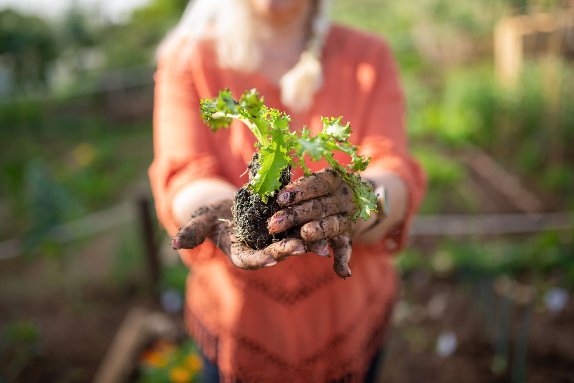 Mains terreuses tenant un jeune plant vert au-dessus de la terre d’un jardin.