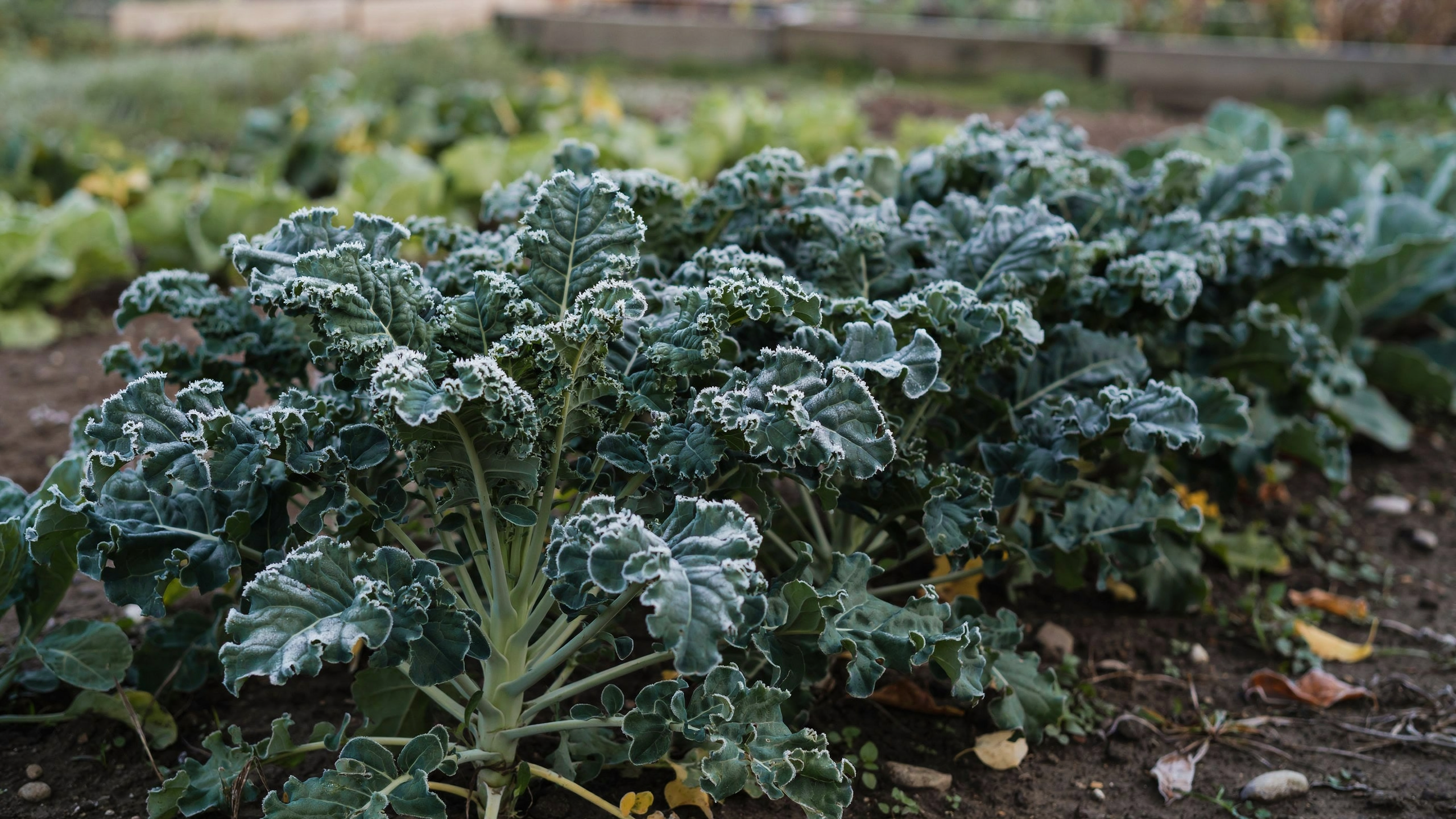 Au potager, le froid rend poireaux et choux frisés plus doux à la cuisson