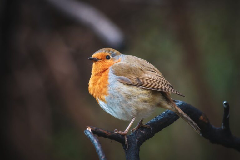 Pourquoi le rouge-gorge s’approche quand on bêche le potager